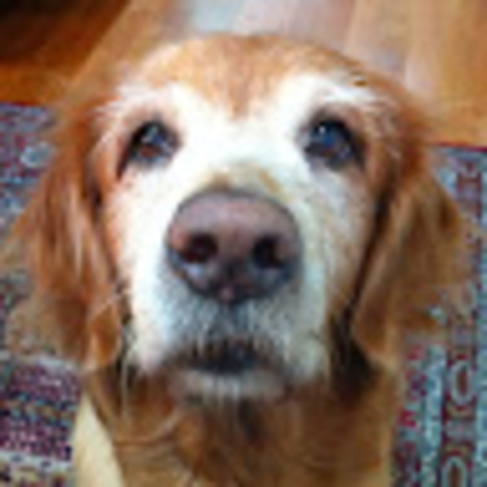 Meet your Posher, Josarie